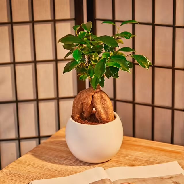 Bonsai Ficus Microcarpa