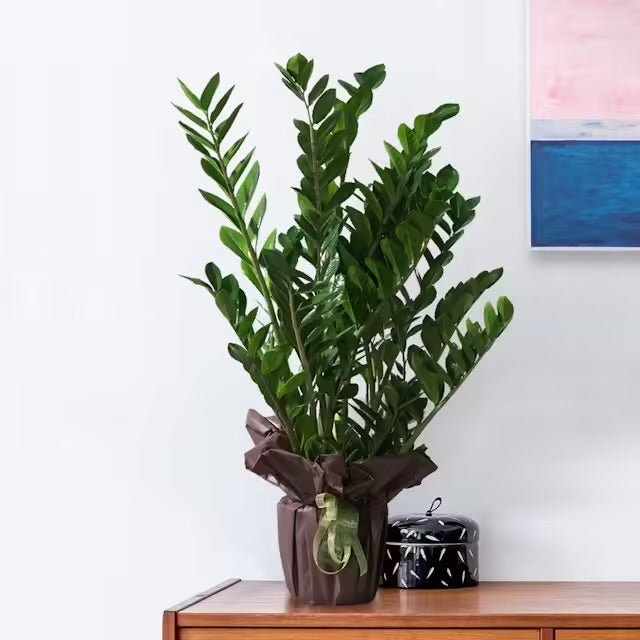 Zamioculcas