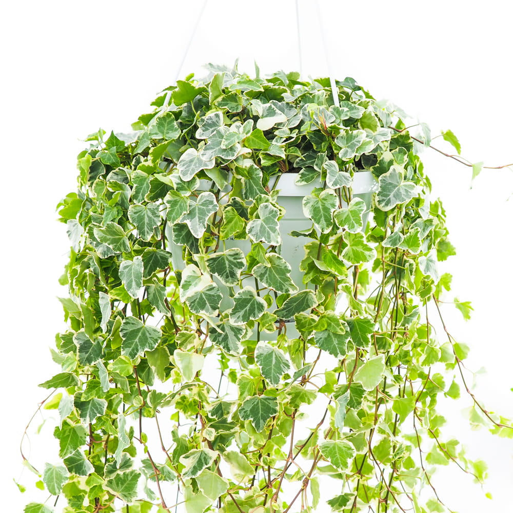 Hedera Helix