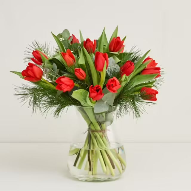 Tulips Blooms