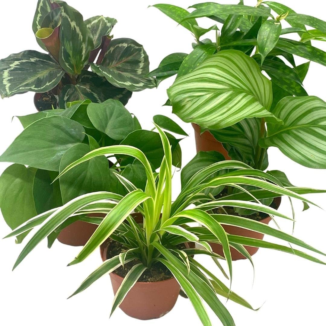 PLANTS