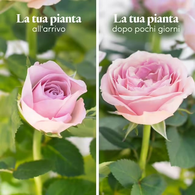 Dolce romanticismo