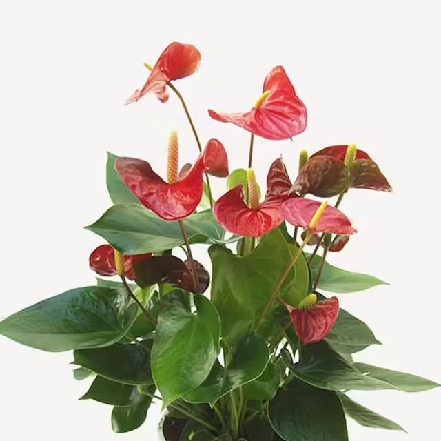 Anturio