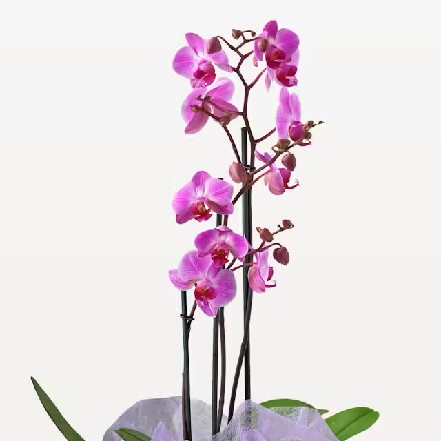 Orchidea rosa
