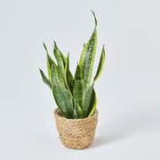 Sansevieria
