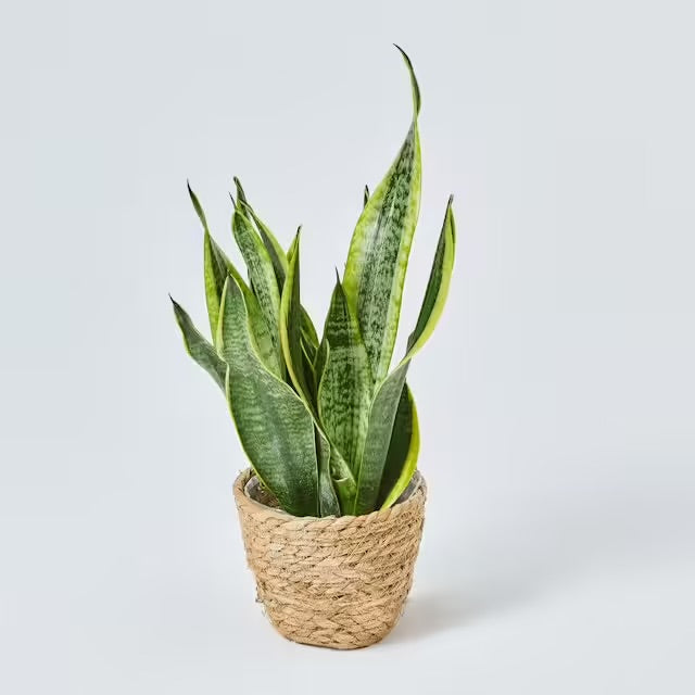 FLORA MILAN