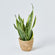 Sansevieria