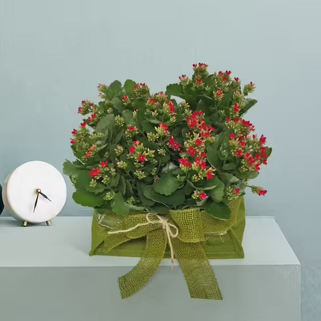 Composizione di Kalanchoe