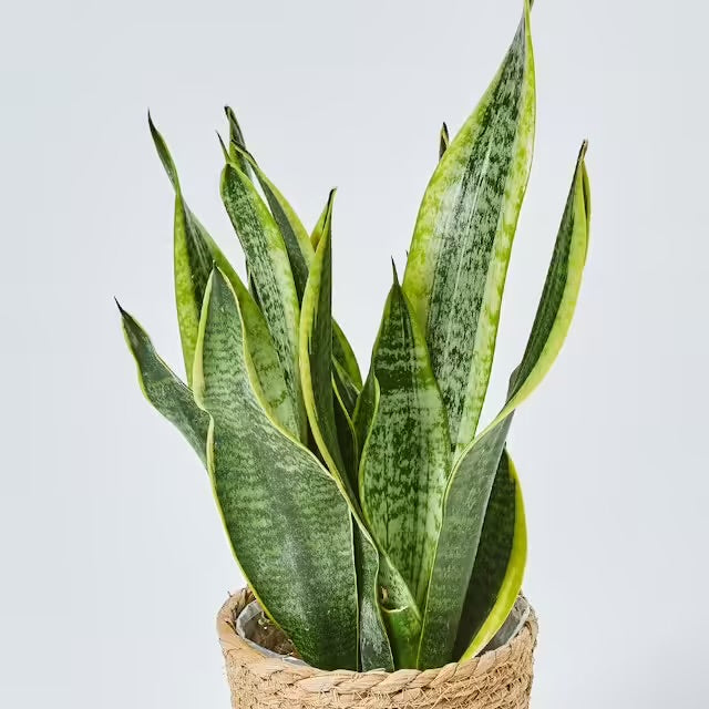 Sansevieria