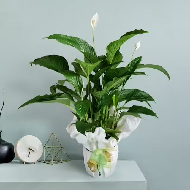 FLORA MILAN