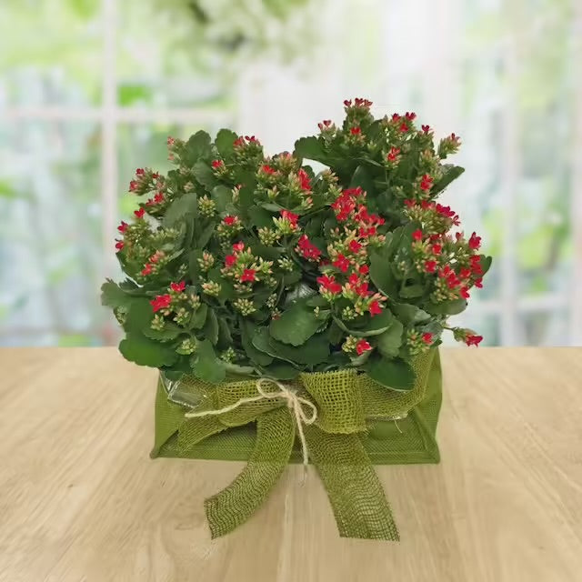 Composizione di Kalanchoe