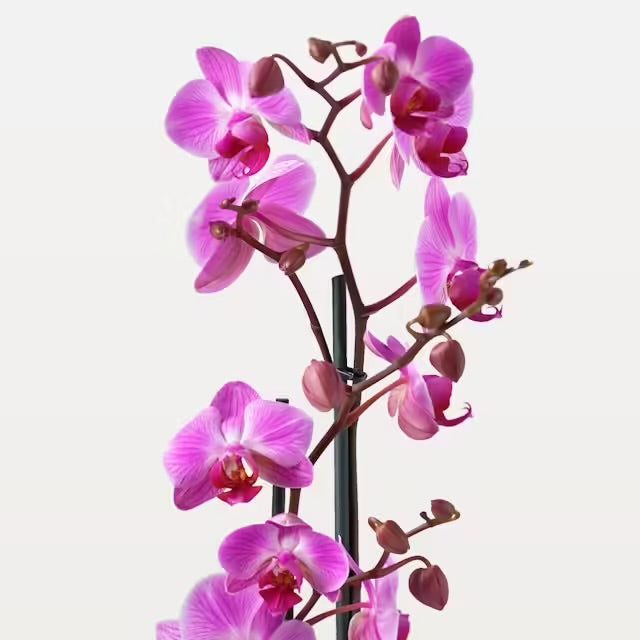 Orchidea rosa