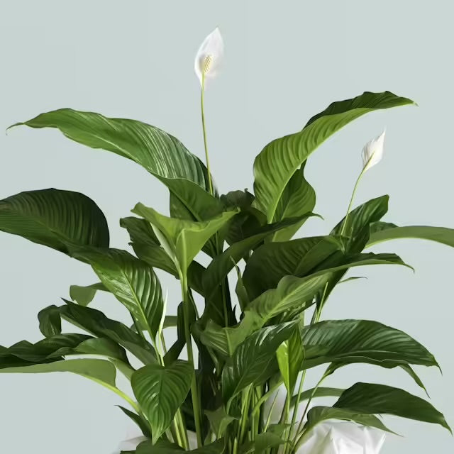 Spathiphyllum
