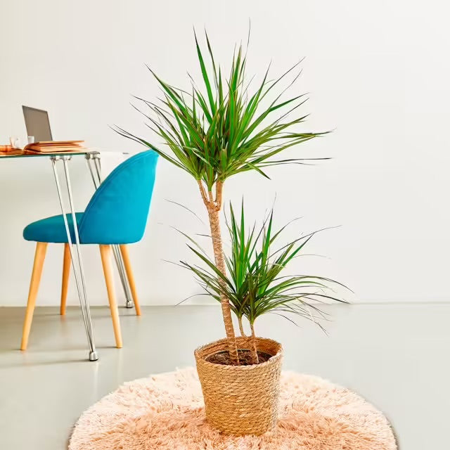 Dracaena Marginata