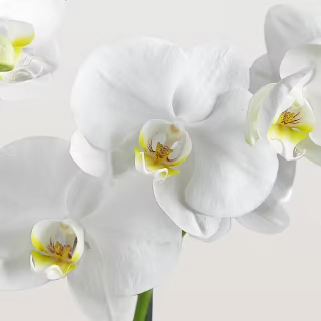 Orchidea bianca