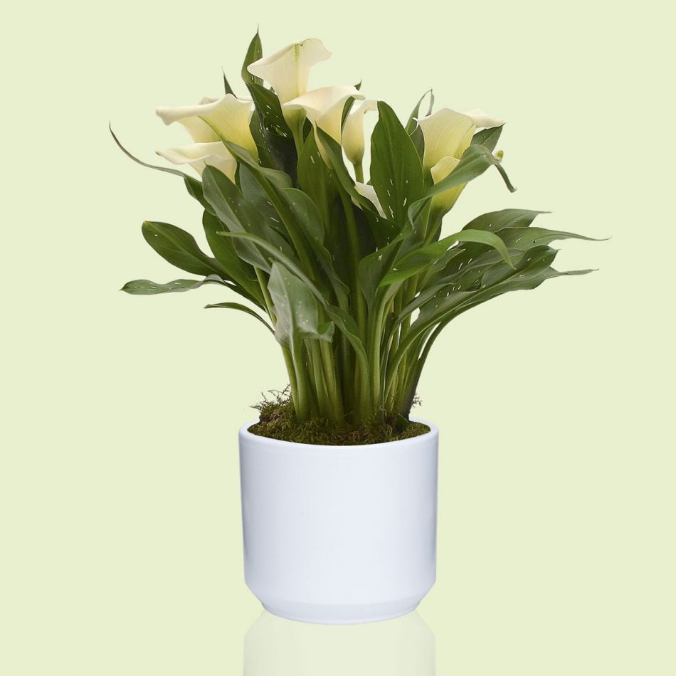 Calla