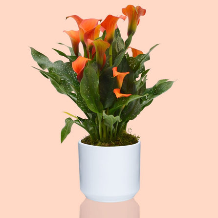 Calla