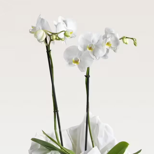Orchidea bianca