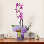 Orchidea rosa