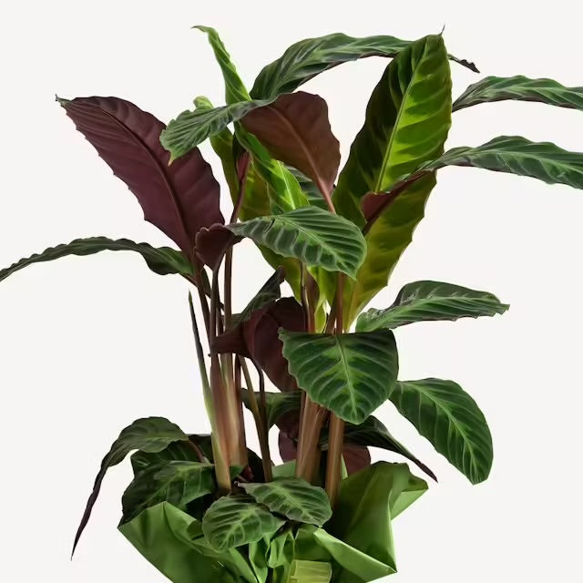 Maranta