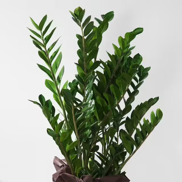 Zamioculcas