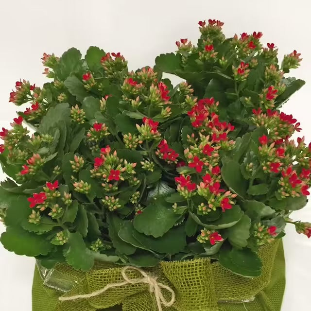 Composizione di Kalanchoe