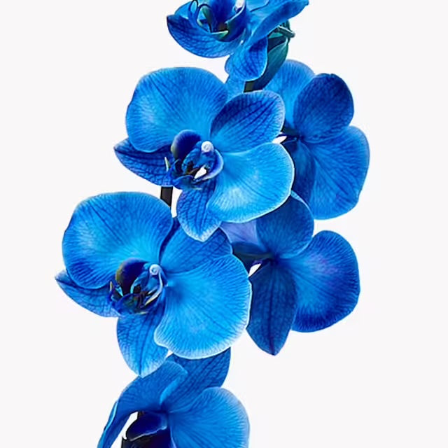 Orchidea Phalaenopsis