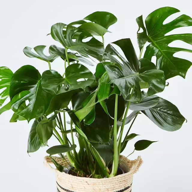 Philodendro Monstera Deliciosa