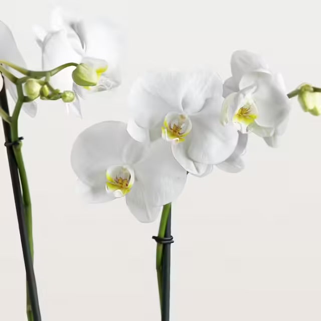 Orchidea bianca