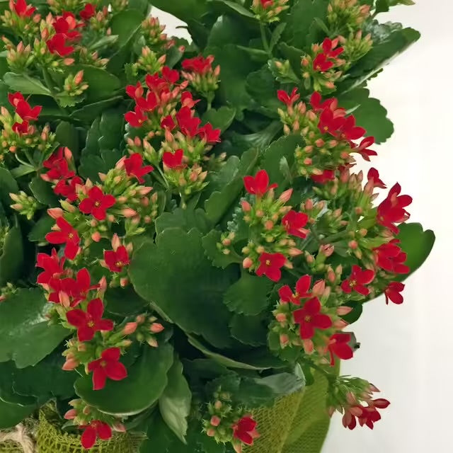 Composizione di Kalanchoe