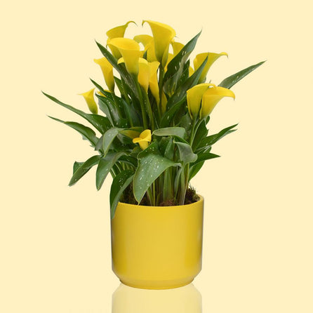 Calla