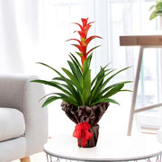 Guzmania