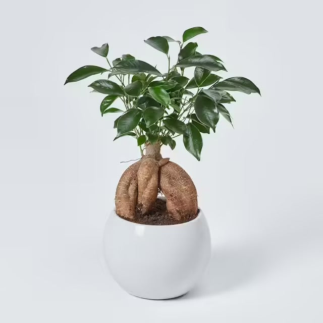 Bonsai Ficus Microcarpa
