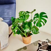 Philodendro Monstera Deliciosa