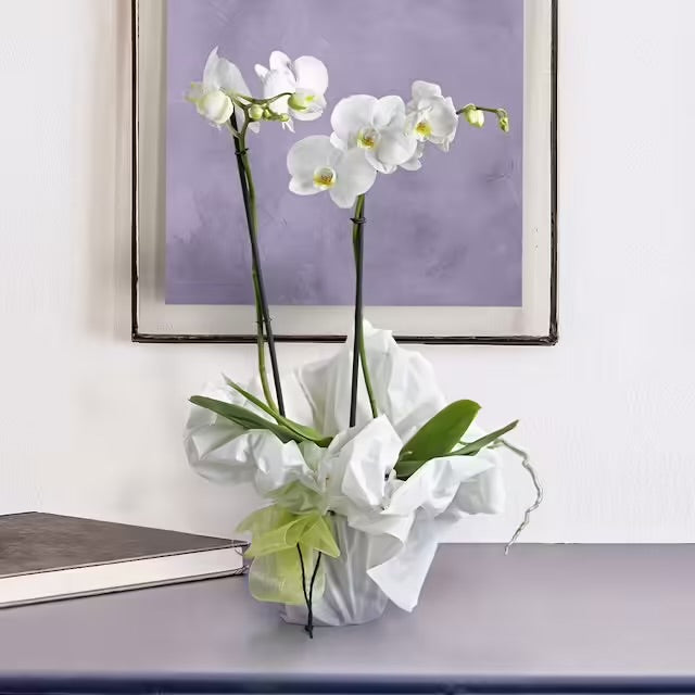 Orchidea bianca