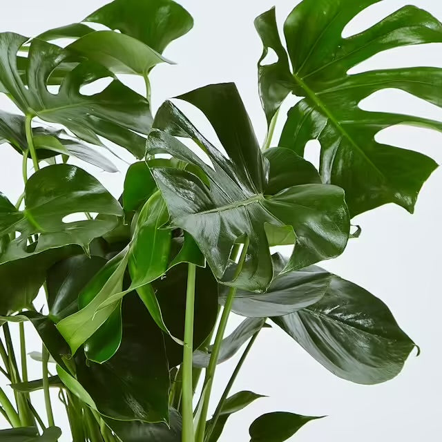 filodendro monstera deliciosa Philodendro Monstera Deliciosa – FLORA MILAN