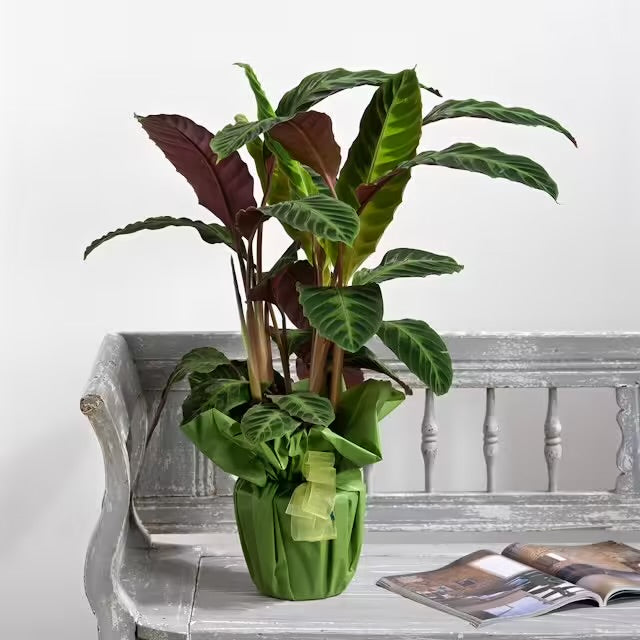 Maranta