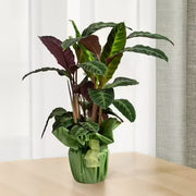 Maranta