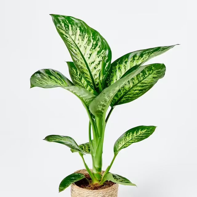 Dieffenbachia Tropical