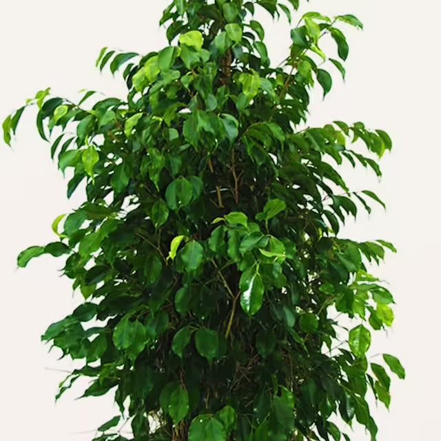 Fico beniamino