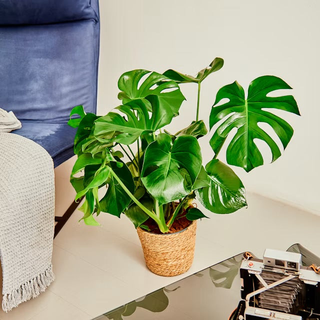 Monster plant