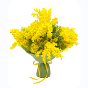 Mazzo di Mimosa
