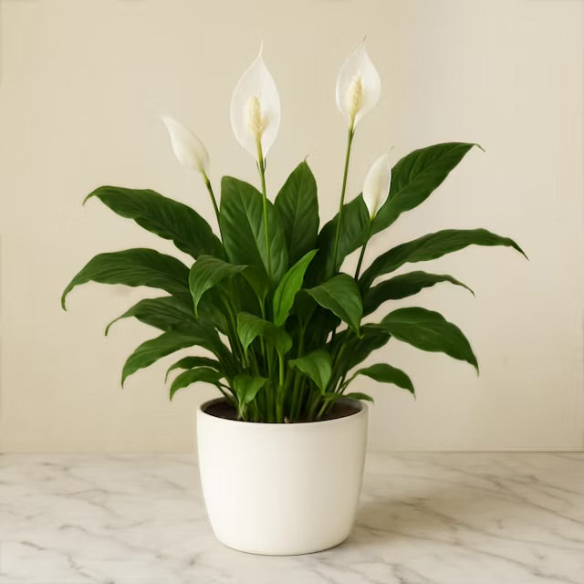 Spathifilum plants