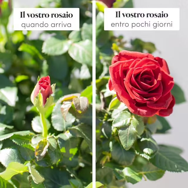 Poesia