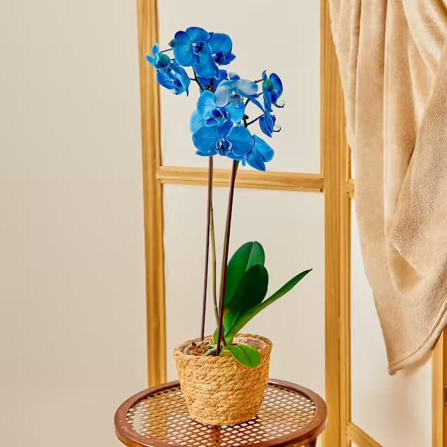 Orchidea Phalaenopsis