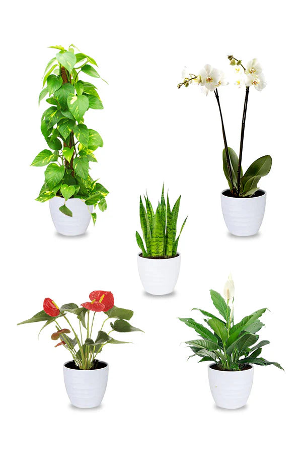 FLORA MILAN