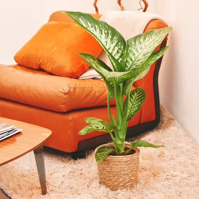 Dieffenbachia Tropical