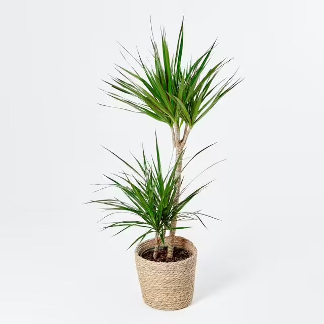 Dracaena Marginata