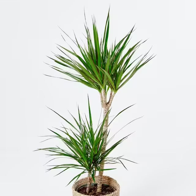 Dracaena Marginata