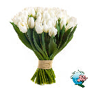 TULIPANI
